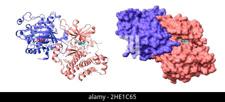 Epidermales Wachstumsfaktor-Rezeptor-Dimer im Komplex mit allosterischen Inhibitoren (rot) und AMP (cyan). 3D Cartoon- und Gaußsche Oberflächenmodelle, PDB 6p8q Stockfoto