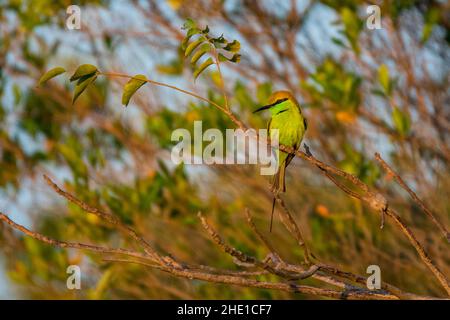 Grüner Asienbienenfresser, Merops orientalis. Mui Ne. Vietnam Stockfoto