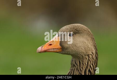 Ein Kopfschuss von einer schönen Greylag Gans, Anser Anser. Stockfoto