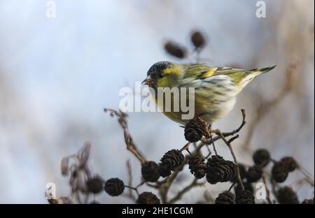 Ein männlicher Siskin, Carduelis spinus, ernährt sich im Winter von den Samen in den Zapfen eines Erlenbaums. Stockfoto