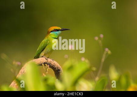 Grüner Asienbienenfresser, Merops orientalis. Mui Ne. Vietnam Stockfoto