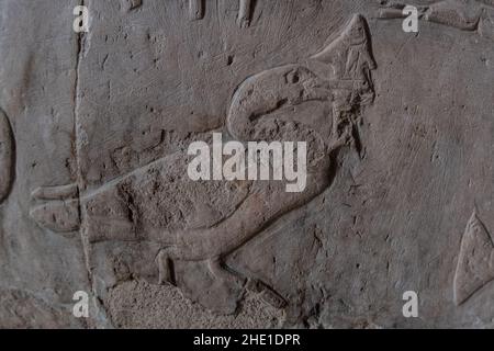 Ein geschnitzter Kormoran, der einen Fisch verschluckt, der auf der Steinmauer des Tempels der Hatschepsut in Ägypten abgebildet ist. Stockfoto