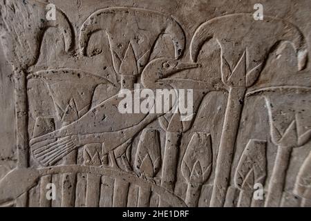 Eine alte ägyptische Wandschnitzerei eines Kormorans, der inmitten von Papyrus aus dem Tempel der Hatschepsut in Ägypten thront. Stockfoto