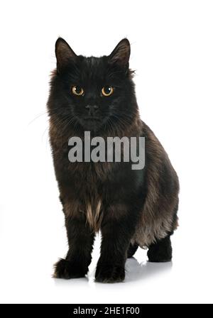 Junge Kurilian Bobtail vor weißem Hintergrund Stockfoto