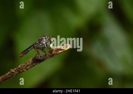 Nahaufnahme der Raubfliege mit Ruhepause auf dem Zweig, der eine Beute hält. Stockfoto