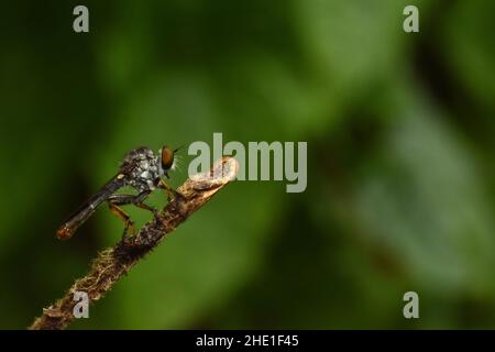 Nahaufnahme der Raubfliege mit Ruhepause auf dem Zweig. Stockfoto