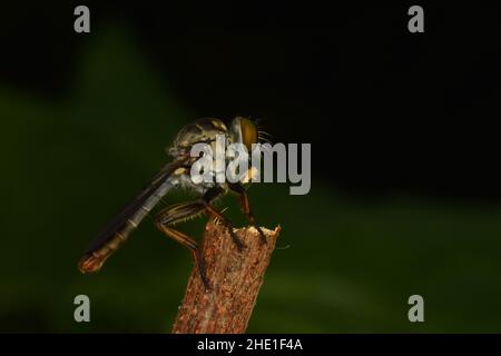 Nahaufnahme der Raubfliege mit Ruhepause auf dem Zweig, der eine Beute hält. Stockfoto