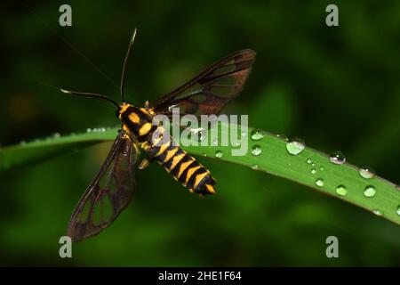 Tiger gestreifte, klare Motte, die sich auf morgendlichen Tauen auf grünem Gras mit unscharfem Naturhintergrund ruhte. Amati polymita. Stockfoto