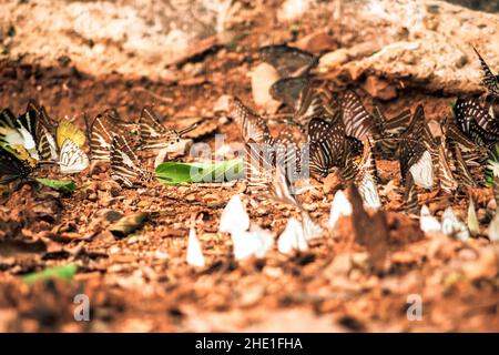 Schmetterlinge Insekten fliegen um das Salz in der Natur Umwelt Wald Stockfoto