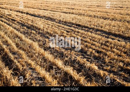 Weizenfeld nach der Ernte, Ansicht der natürlichen Muster Stockfoto