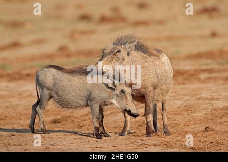 Zwei Warzenschweine (Phacochoerus Africanus) im natürlichen Lebensraum, Südafrika Stockfoto