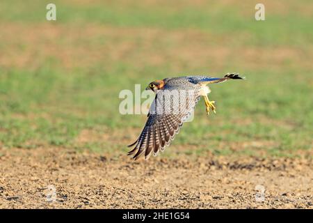 Ein Rothalsfalke (Falco chicquera) im Flug, Kalahari-Wüste, Südafrika Stockfoto