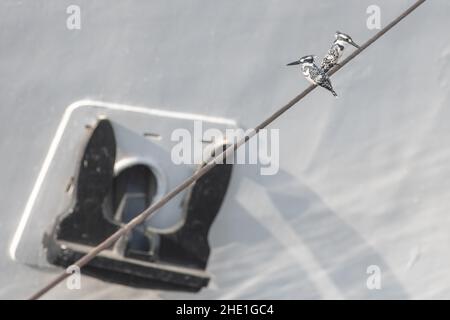 Ein Paar Eisvögel (Ceryle rudis) entlang des Nils in Ägypten thront auf einem großen angedockten Boot auf einer Linie in der Nähe des Ankers. Stockfoto