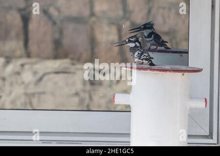 Rattenfischer (Ceryle rudis) am Nil in Ägypten. Ein gestresster Vogel kämpft seine eigene Reflexion in einem Fenster und denkt, es sei ein Rivale. Stockfoto