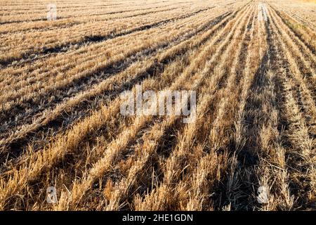 Weizenfeld nach der Ernte, Ansicht der natürlichen Muster Stockfoto