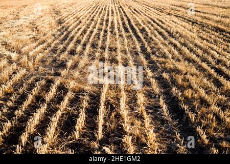 Weizenfeld nach der Ernte, Ansicht der natürlichen Muster Stockfoto