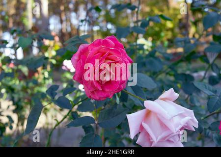 Frische rosa Rosenblüte blüht im Garten Stockfoto