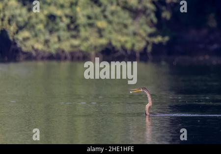 Orientalischer Darter oder indischer Schlangenvögel (Anhinga melanogaster) fangen Fische am Wasser Körper. Stockfoto