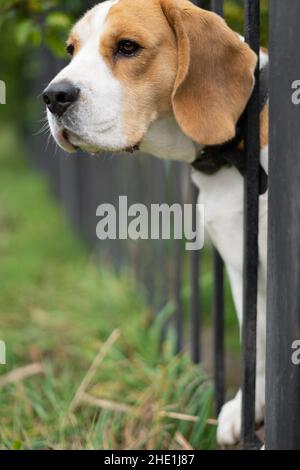 Porträt einer Hunderassen-Rasse, die durch einen geschmiedeten Metallzaun guckt. Stockfoto