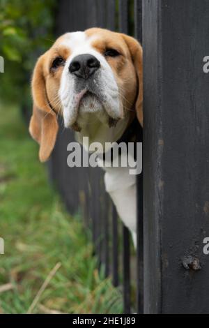 Porträt einer Hunderassen-Rasse, die durch einen geschmiedeten Metallzaun guckt. Stockfoto