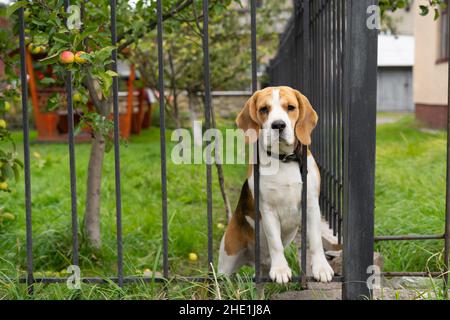 Ein Beagle-Hund bellt hinter einem geschmiedeten Metallzaun, der auf dem Gras sitzt. Stockfoto