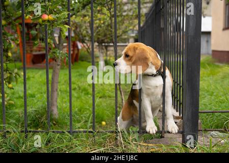 Ein Beagle-Hund bellt hinter einem geschmiedeten Metallzaun, der auf dem Gras sitzt. Stockfoto