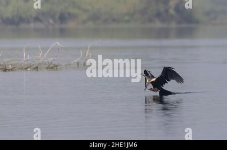 Orientalischer Darter oder indischer Schlangenvögel (Anhinga melanogaster) im Flug über den Fluss. Stockfoto