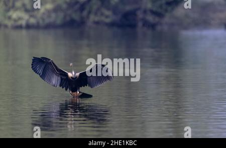 Orientalischer Darter oder indischer Schlangenvögel (Anhinga melanogaster) im Flug über den Fluss. Stockfoto