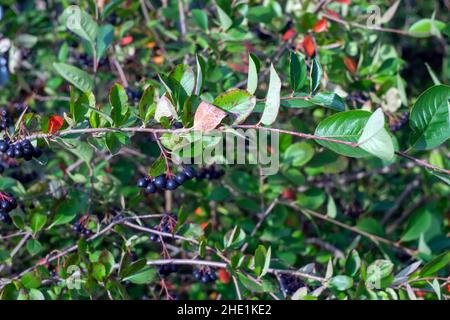 Die Früchte der Apfelbeere auf den Büschen, im Sommer Stockfoto