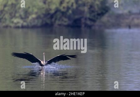 Orientalischer Darter oder indischer Schlangenvögel (Anhinga melanogaster) im Flug über den Fluss. Stockfoto