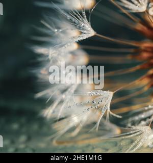 Weicher Fokus von Dandelion-Samen mit grünem Natur-Hintergrund Stockfoto