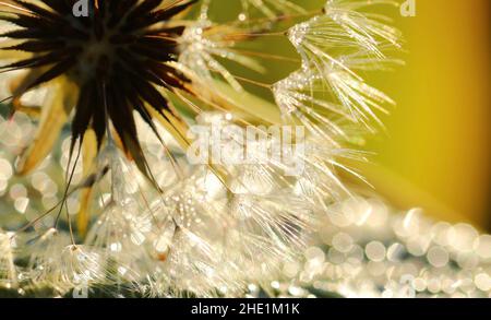 Weicher Fokus von Dandelion-Samen mit Bokeh-Hintergrund Stockfoto