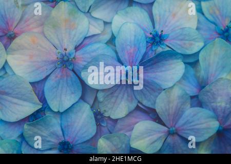 Schöne blaue Hortensien oder Hortensien Blumen für Natur Hintergrund Stockfoto