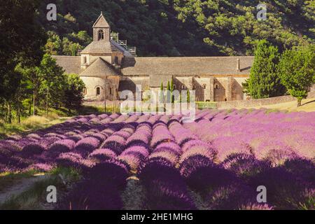Stift Senanque und Feld der Lavendelblüten in Blüte. Gordes, Luberon, Vaucluse, Provence, Frankreich, Europa. Stockfoto