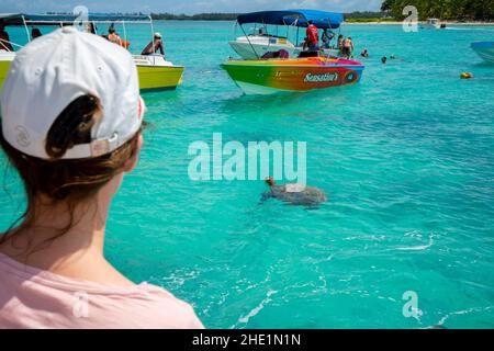 Touristen beobachten Schildkröten in der Lagune um Mauritius herum Stockfoto