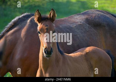 Porträt eines niedlichen Lorbeer Warmblut Stutfohlen, neben seiner Mutter in einer grünen Wiese stehend. Stockfoto