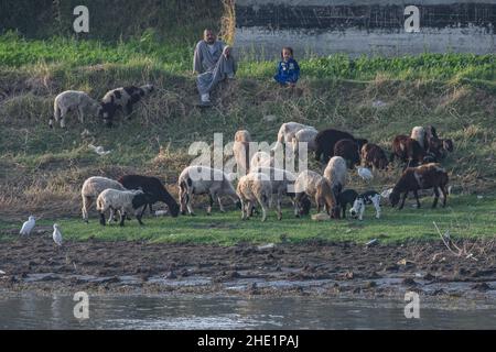 Ein Hirte und sein Sohn beobachten ihre Schafherde beim Weiden entlang des Nils in Ägypten. Stockfoto