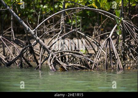 Mangroven (Rhizophora mucronata) wachsen entlang der Küste des Brackish River in der Nähe des Ozeans, Kenia Stockfoto