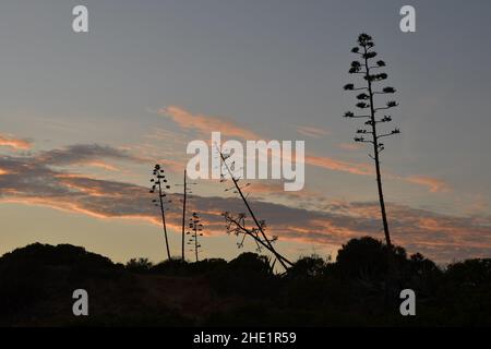 Landschaft mit Agave americana Pflanzen bei Sonnenuntergang in der Nähe von Lagos Algarve Süd Portugal. Stockfoto