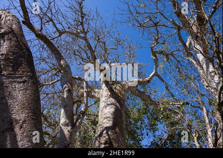 Große afrikanische Baobab-Bäume (Adansonia digitata) gegen blauen Himmel, Kenia, Ostafrika Stockfoto