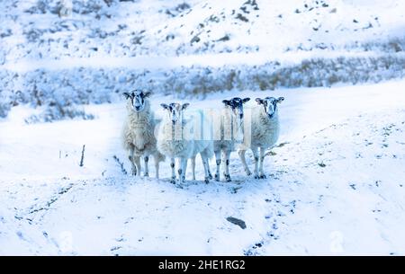 Schafe im Schnee. Vier Swaledale-Maultierschafe blicken bei kaltem, verschneiten Wetter der Kamera gegenüber. Swaledale Schafe sind eine robuste Rasse aus North Yorkshire, Großbritannien. Hori Stockfoto