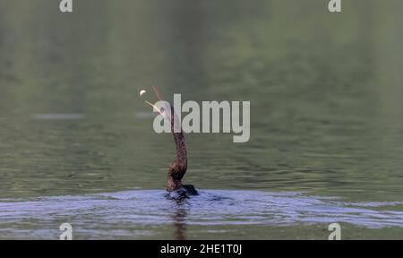 Orientalischer Darter oder indischer Schlangenvögel (Anhinga melanogaster) fangen Fische am Wasser Körper. Stockfoto