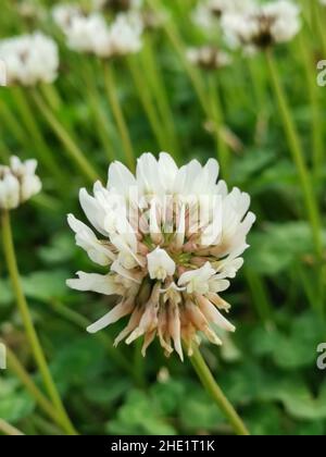 Vertikale Aufnahme einer weißen Kleebblüte (Trifolium repens) im Garten vor verschwommenem Hintergrund Stockfoto