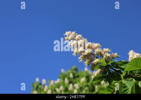 Zweig mit blühenden Blüten von Rosskastanie vor blauem, klarem Himmel. Aesculus hippocastanum. Weiße Kerzen von Blossom Conker Baum. Frühling und Stockfoto