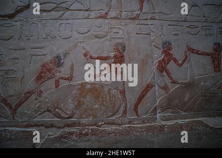 altägyptische Kunstwerke, die ein Schlachten einer Kuh auf einer der Tempelmauern in der Nekropole von Saqqara in Ägypten zeigen. Stockfoto