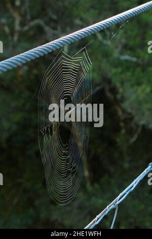 Spiderweb auf der Hängebrücke auf dem Davis Flat Bridle Track in Otago auf der Südinsel Neuseelands Stockfoto