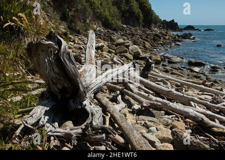 Küste am Wharekai Te Kou Spaziergang an der Jackson Bay im Mount Aspiring National Park, Westküste auf der Südinsel Neuseelands Stockfoto