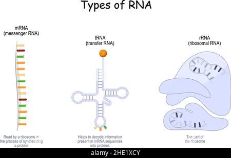 Arten von RNA. TRNA für den Transfer, das hilft, Informationen in mRNA, rRNA im Ribosom und mRNA zu entschlüsseln, die von einem Ribosom gelesen wird Stock Vektor