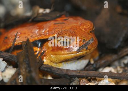 Nahaufnahme eines erwachsenen orangefarbenen Dyscophus guineti, Tomatenfrosch, der auf dem Boden sitzt Stockfoto