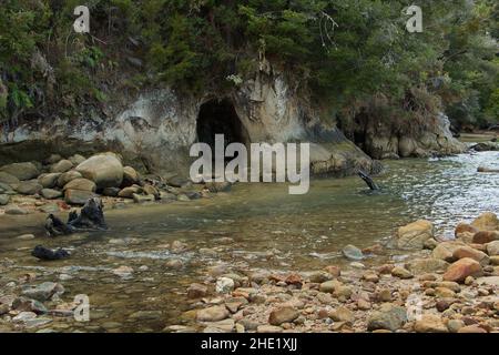 Küste in Tinline Bay am Coastal Track in der Nähe von Marahau, Tasman Bay Im Abel Tasman National Park, Tasman Region auf der Südinsel Neuseeland Stockfoto